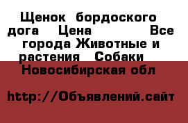 Щенок  бордоского  дога. › Цена ­ 60 000 - Все города Животные и растения » Собаки   . Новосибирская обл.
